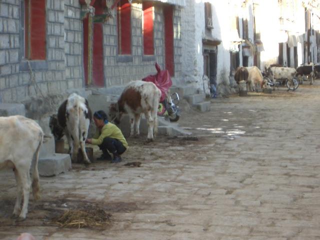 Milking cow in Gyantse.JPG